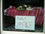 Thumbnail of post image 035