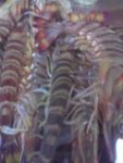 Thumbnail of post image 198
