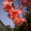 Thumbnail of related posts 181
