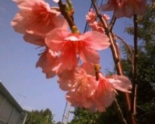 Thumbnail of post image 061