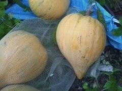 Thumbnail of post image 027